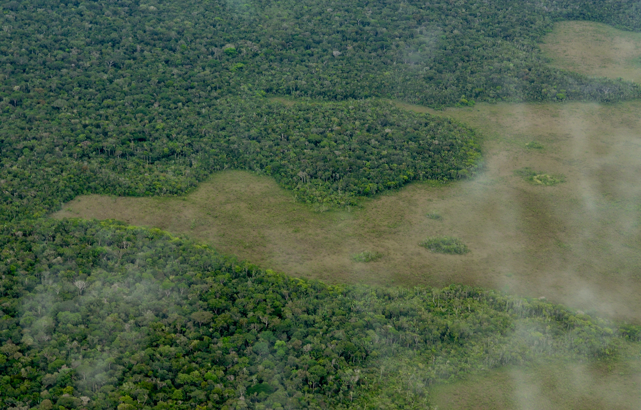 Aerial view of the Amazon Rainforest